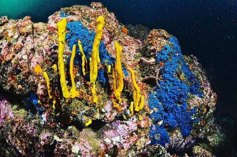 Zihuatanejo: Moonlit Dive at Las Gatas - The Experience: What You Can Expect from the Moonlit Dive