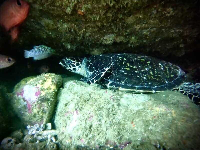 Zihuatanejo: Snorkeling in Manzanillo and Las Gatas - An In-Depth Look at the Tour Experience