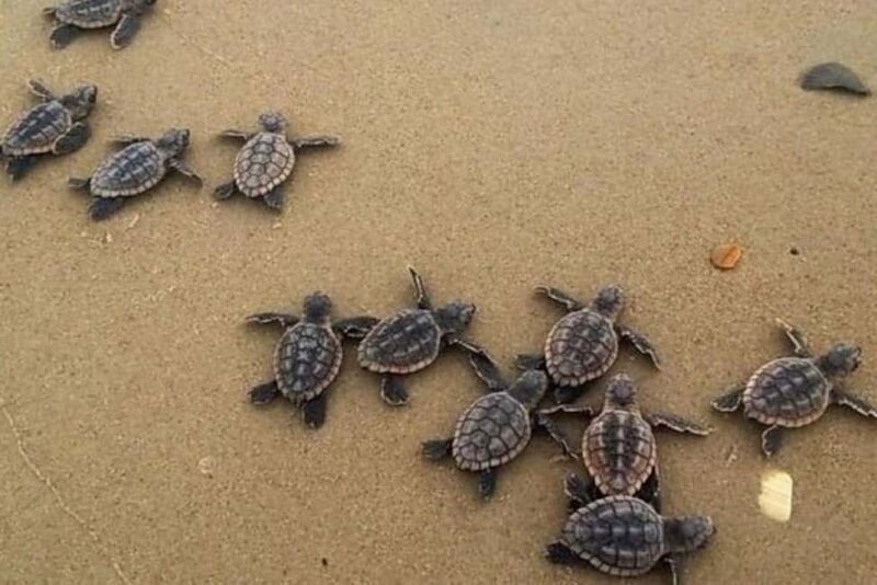 Zihuatanejo: Turtle Release Experience at Playa Blanca - Zihuatanejo: Turtle Release Experience at Playa Blanca