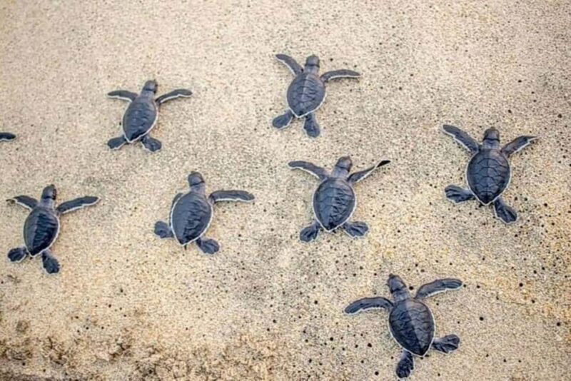 Zihuatanejo: Turtle Release Experience at Playa Blanca - An In-Depth Look at the Turtle Release Tour