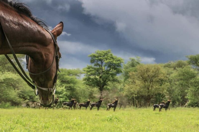 Zimbabwe: 5-Day Horseback Safari - An In-Depth Look at the Zimbabwe Horseback Safari
