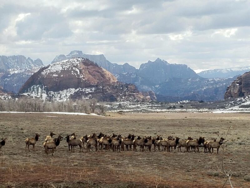 Zion National Park - Kolob Terrace: 1/2 Day Sightseeing Tour - Final Thoughts: Is It Worth It?