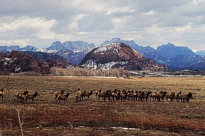 Zion National Park/Kolob Terrace Private 1/2 Day Sightseeing Tour - Frequently Asked Questions