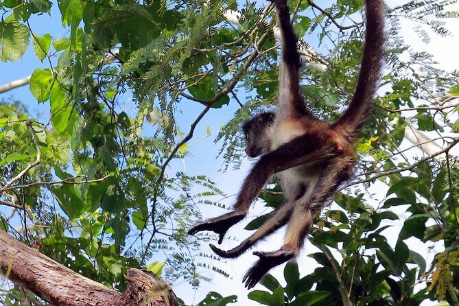 Zip lining and Canoe Monkey jungle in Tulum - Final Thoughts: Is This Tour for You?