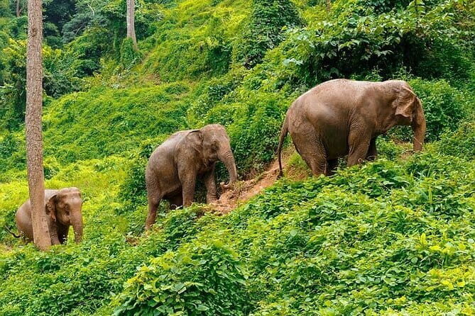 Zipline Experience in Phuket - FAQ