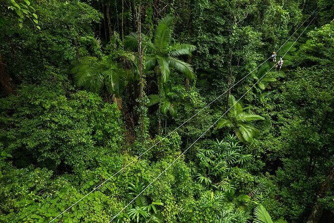 Ziplining Cape Tribulation with Treetops Adventures - Key Points