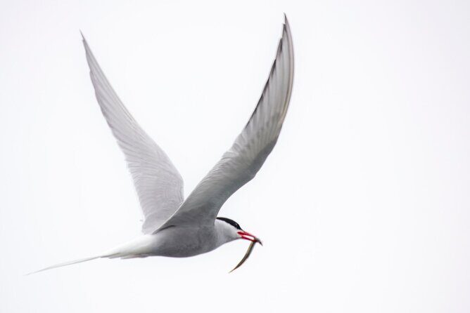 Zodiac Coastal Tour with Naturalist Guide: Lunenburg - Deep Dive into the Experience