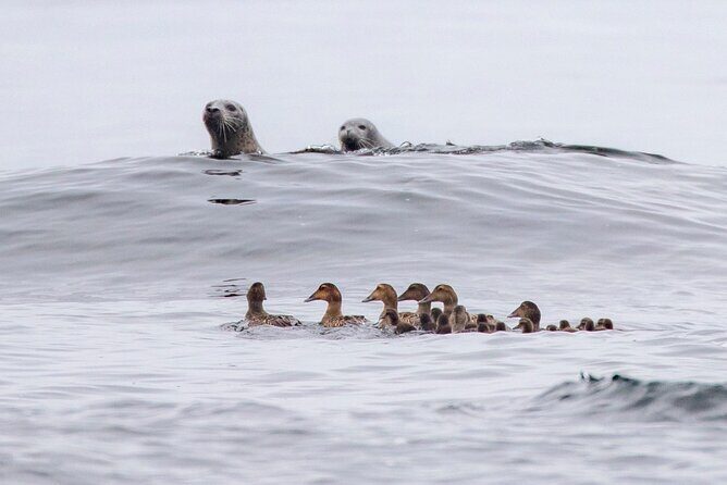 Zodiac Coastal Tour with Naturalist Guide: Lunenburg - The Sum Up: Who Is This Tour For?