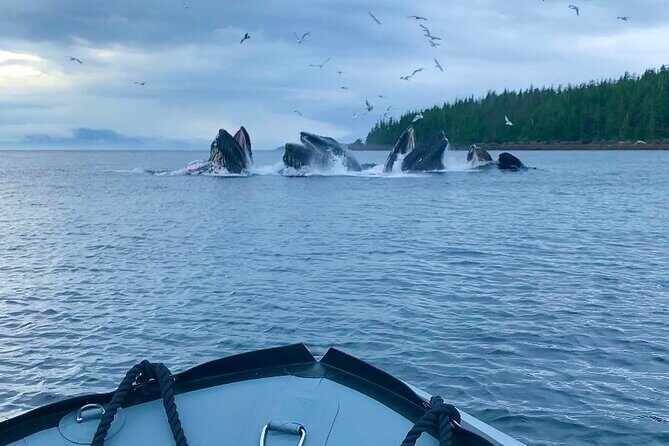 Zodiac Fast Boat Adventure - A Thrilling Way to Explore Ketchikan’s Waters