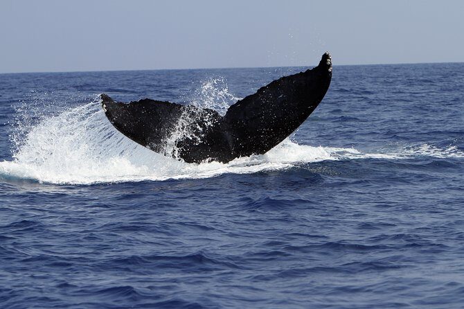 Zodiac Raft Whale Watching Adventure - Who Will Love This Tour?