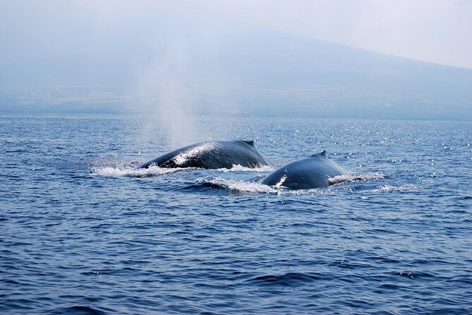 Zodiac Raft Whale Watching Adventure - FAQ