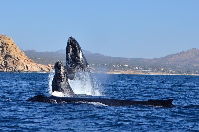 Zodiac Whale Watching Adventure - Incl FREE photos - FAQ