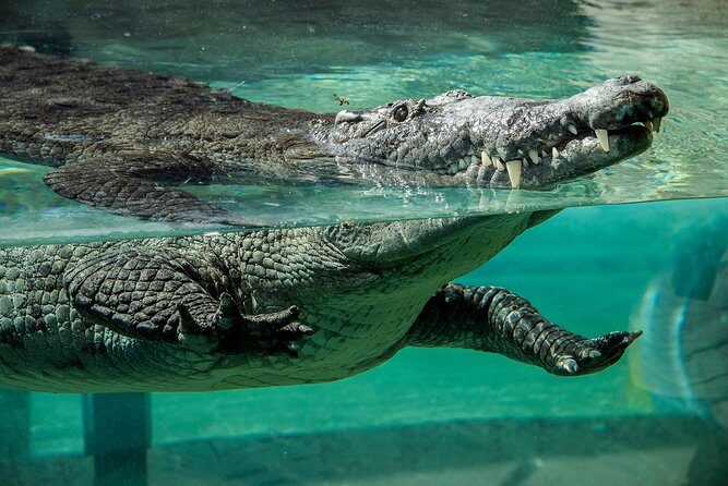 Zoo Miami Ticket with Optional Upgrade - Review Highlights and Authentic Perspectives