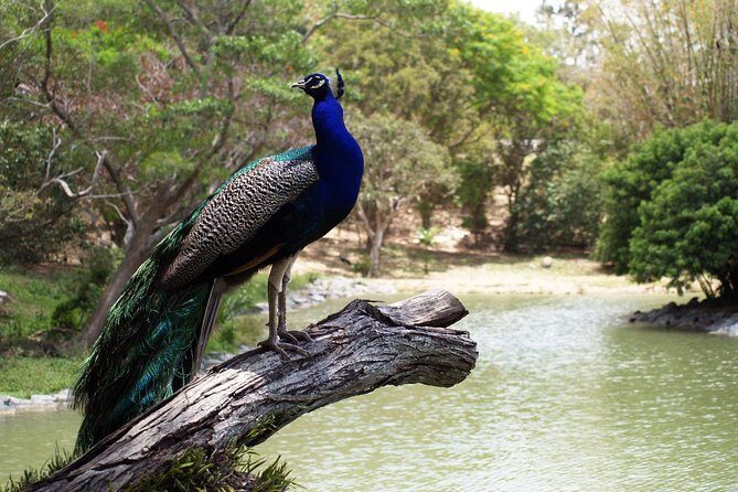 Zoological and Forestry Park Admission Ticket - Exploring Noumea’s Zoological and Forestry Park