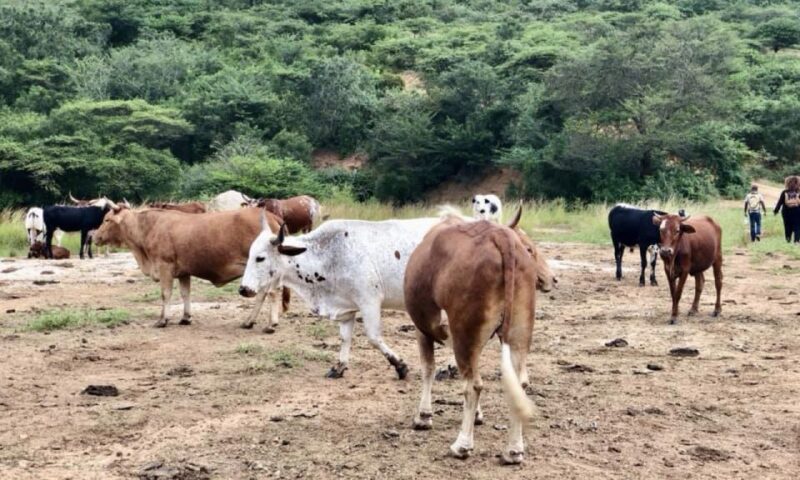 Zulu Cultural Tour: Rural Village, Tribal Markets & Food - Authenticity in Action: What Travelers Say