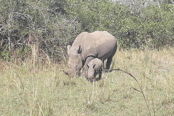 Zziwa Rhino Sanctuary Walking Safari - What is the Zziwa Rhino Sanctuary Walking Safari?
