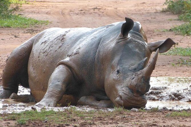 Zziwa Rhino Sanctuary Walking Safari - Starting Early for the Best Wildlife Viewing
