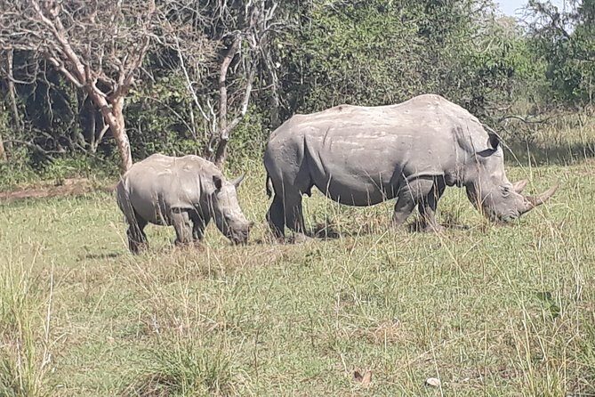 Zziwa Rhino Sanctuary Walking Safari - The Inclusive Lunch and Practical Details