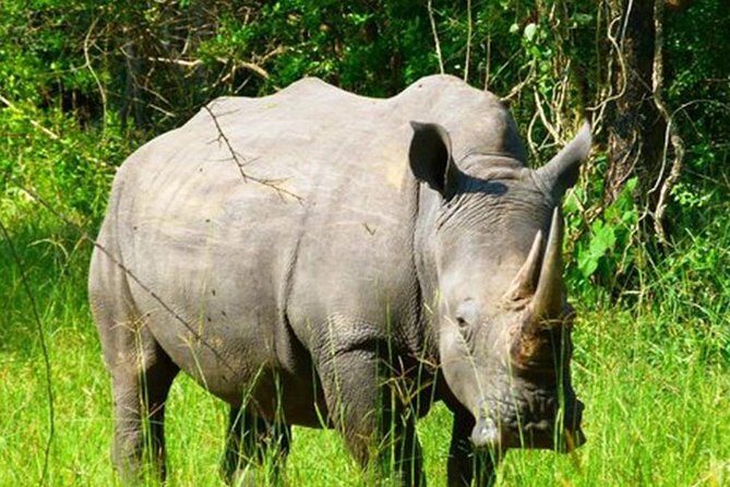 Zziwa Rhino Sanctuary Walking Safari - The Experience: What Travelers Are Saying