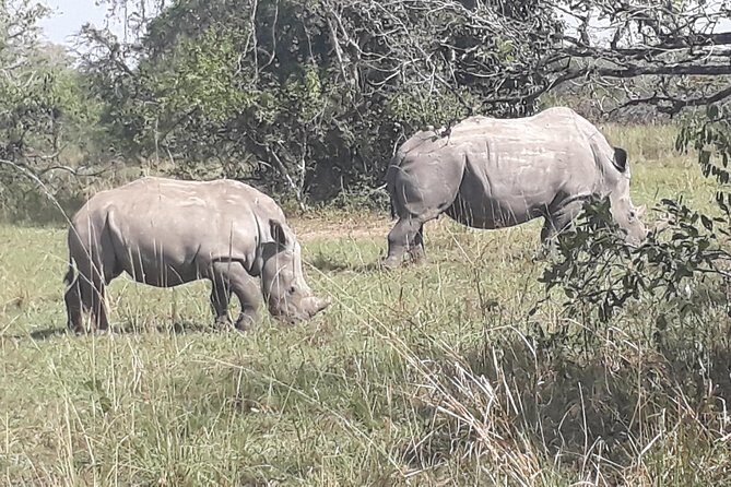 Zziwa Rhino Sanctuary Walking Safari - The Sum Up: Is It Worth It?