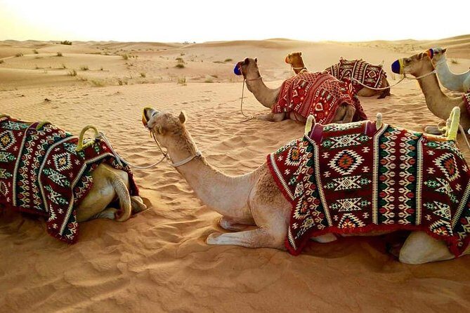 Abu Dhabi 4x4 Desert Safari BBQ Dinner , Camel Ride , Belly Dance - Authenticity and Value