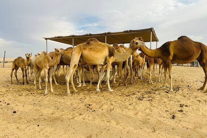 Abu Dhabi Desert Safari With BBQ Dinner & Live Shows - The Sum Up: Who Should Consider This Tour?