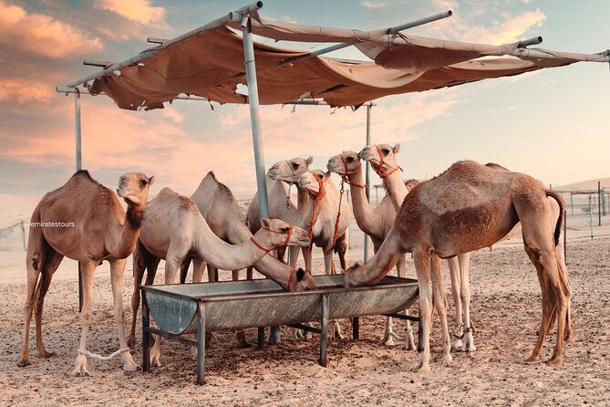 Abu Dhabi Evening Desert Safari BBQ, Camel Ride, Entertainments - Value for Money