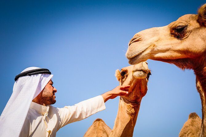 Abu Dhabi: Morning Desert Safari with Camels and Sandboarding - The Itinerary in Detail: What You Can Expect