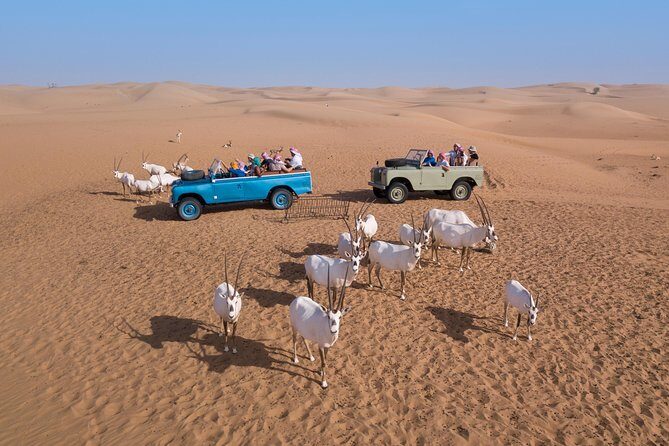Authentic Safari in Vintage Land Rover with Traditional Dinner - Who Will Love This Tour?