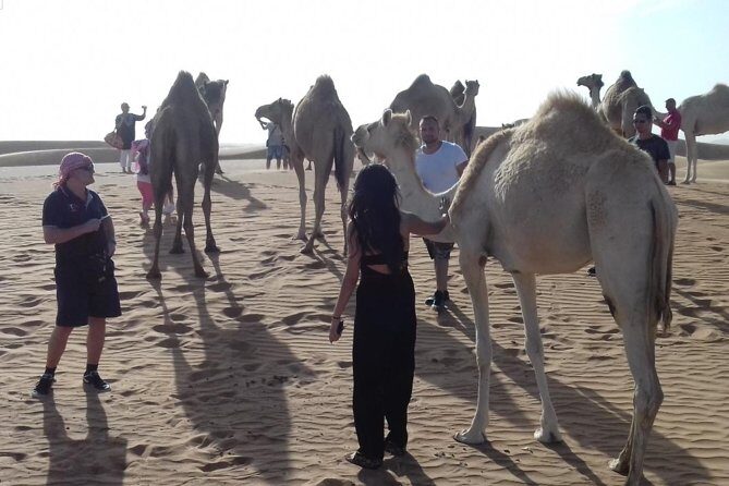 Desert Safari Tour, Quad Bike with BBQ Dinner & Show from Dubai - What to Expect Based on Reviews