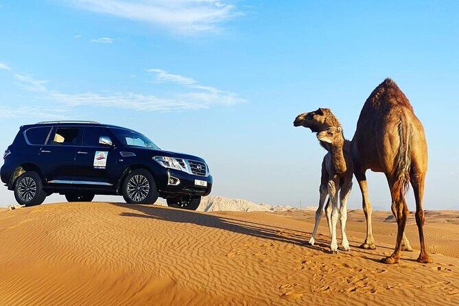 Desert Safari With BBQ Dinner, Quad Bike & Camel Ride from Dubai - Value and Price Considerations
