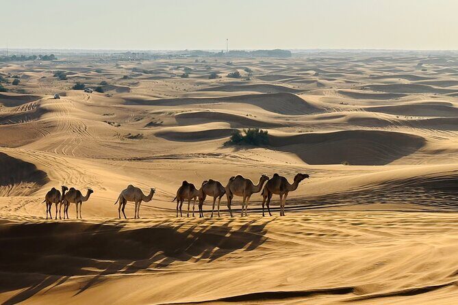 Dubai Morning Evening Desert Safari,Sand boarding and Camel ride - Who Should Consider This Tour?