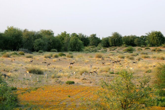 Dubai: Morning Safari by Vintage G Class & Al Marmoom Experience - An In-Depth Look at the Dubai Morning Safari