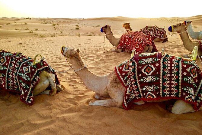 Evening Desert Safari Abu Dhabi with BBQ Dinner & Shows - The Itinerary in Detail