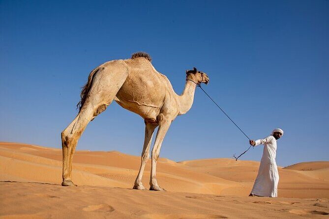 Evening Desert Safari Abu Dhabi with BBQ Dinner & Shows - The Sum Up