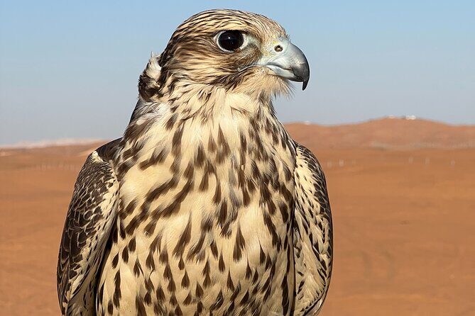 Evening Desert Safari Camel Ride Dinner Live Shows in Abu Dhabi - Practical Tips for Travelers