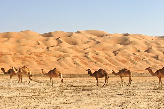 Explore Liwa Full Day Desert Safari - Why This Tour Stands Out