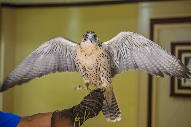 Falcon Hospital Tour Abu Dhabi - FAQ