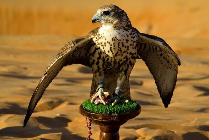 Falcon Hospital Tour - Discovering the Falcon Hospital Tour in Abu Dhabi