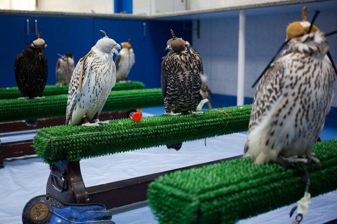 Falcon Hospital Tour - Why This Tour Stands Out