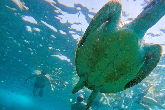 From Abu Dhabi: Snorkeling with turtles in Fujairah with BBQ - The Itinerary and Experience in Detail
