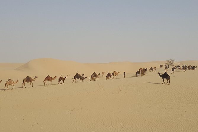 Liwa Oasis Desert Drive from Abu Dhabi - Frequently Asked Questions
