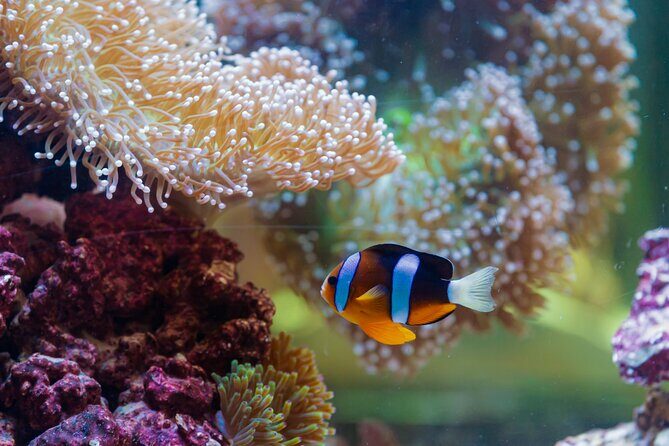 The National Aquarium Abu Dhabi Admission Tickets - Authentic Visitor Perspectives