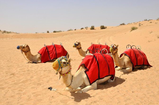 Vip Desert Safari Dubai with Camel Riding BBQ Dinner & Live Shows - Key Points